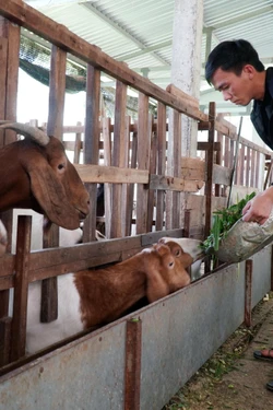 Mở lối làm giàu từ hộ nông dân đến chi hội nghề nghiệp