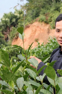 Chàng trai người Tày với thương hiệu Chè Chốt 468