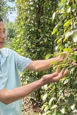 Nhà nông xây dựng thương hiệu hồ tiêu sạch hữu cơ