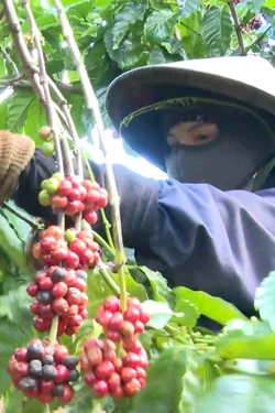 Giá cà phê giảm chậm, thu nhập nông dân vẫn đảm bảo