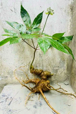 Bảo tồn nguồn gene dược liệu để xóa nghèo bền vững