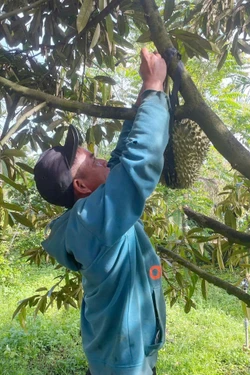 Đắk Lắk siết chặt quản lý hoạt động mua, bán sầu riêng