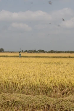 Cà Mau tạo sinh kế giúp đồng bào Khmer vươn lên