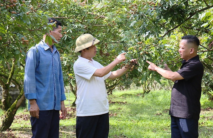 Cán bộ phụ trách nông nghiệp xã Nật Sơn hướng dẫn người dân thu hoạch quả nhãn. nhan2-2707.jpg