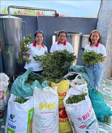 Chị Nguyễn Thuỵ Thuý Vy (đứng giữa) và thành viên Hợp tác xã Nông ngư nghiệp Mỹ An. gia-lai3-291025.jpg