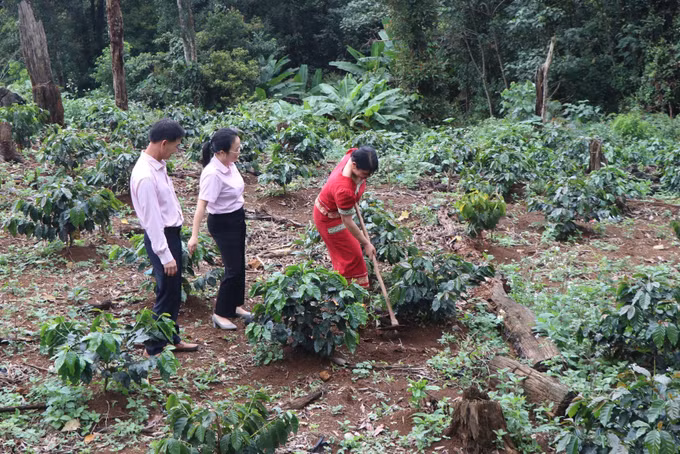 Cán bộ Phòng Giao dịch Ngân hàng Chính sách xã hội Kon Plông thăm hỏi, hỗ trợ người dân trong phát triển diện tích cà phê. Ảnh: Cao Nguyên/TTXVN
