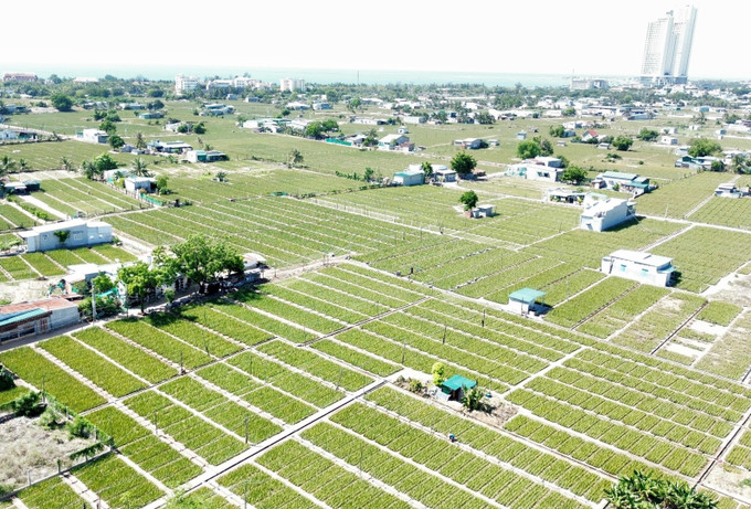 Vùng trồng nha đam theo tiêu chuẩn VietGAP tại phường Văn Hải (thành phố Phan Rang – Tháp Chàm, tỉnh Ninh Thuận). Ảnh: Nguyễn Thành/TTXVN ninh-thuan2-060525.jpg