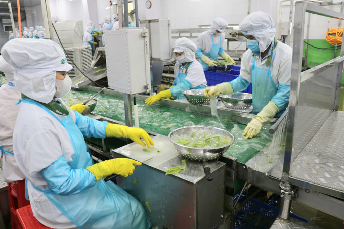 Sản xuất nha đam tại Công ty Cổ phần thực phẩm Cánh Đồng Việt – VietFarm (Khu công nghiệp Thành Hải, thành phố Phan Rang – Tháp Chàm). Ảnh: Nguyễn Thành/TTXVN ninh-thuan-050625.jpg