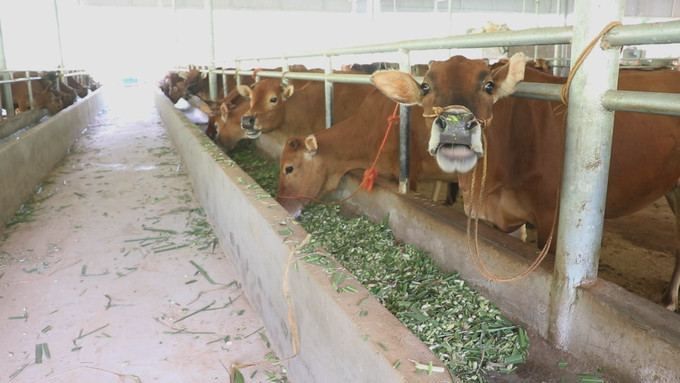 HTX Giàng Tiến tại thôn Bản Đính, xã Nghiên Loan là một trong những cơ sở có quy mô và số lượng trâu bò vỗ béo lớn nhất xã với số lượng thường xuyên là 170 con trong chuồng. thai-nguyen-021125.jpg