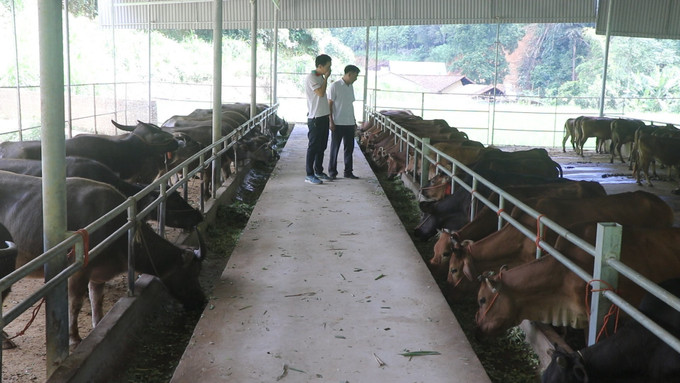 HTX Giàng Tiến tại thôn Bản Đính, xã Nghiên Loan là một trong những cơ sở có quy mô và số lượng trâu bò vỗ béo lớn nhất xã với số lượng thường xuyên là 170 con trong chuồng. thai-nguyen2-021125.jpg