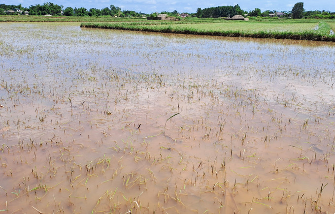 Ruộng lúa ở huyện Triệu Phong (Quảng Trị) có nguy cơ bị chết do bị ngập úng dài ngày do mưa bão. Ảnh: Nguyên Lý/TTXVN quang-tri-170625.jpg