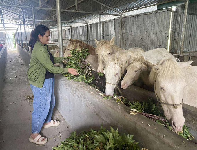 Thức ăn của ngựa bạch là sự kết hợp sâm đương quy với thức ăn từ thiên nhiên. ngua3-3107.jpg