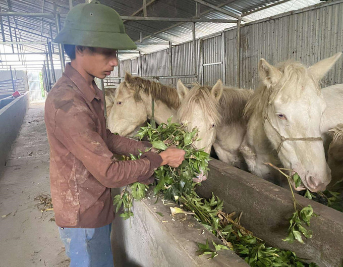 Mô hình nuôi ngựa bạch bằng thảo dược của Hợp tác xã Mý Dao, xã Sìn Hồ (Lai Châu) tạo ra hướng phát triển kinh tế tốt tại địa phương. Mô hình nuôi ngựa bạch bằng thảo dược của Hợp tác xã Mý Dao, xã Sìn Hồ (Lai Châu) tạo ra hướng phát triển kinh tế tốt tại địa phương.