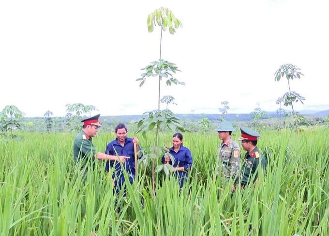 Đoàn Kinh tế Quốc phòng 715, Binh đoàn 15 hướng dẫn người dân xã Ia Krái (Gia Lai) kết hợp trồng lúa khi cây cao su chưa khép tán nhằm nâng cao năng suất. binh-doan4-2309.jpg
