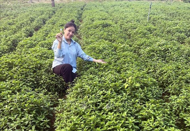 Chị Nguyễn Thuỵ Thuý Vy trên cánh đồng trồng thảo dược của Hợp tác xã Nông ngư nghiệp Mỹ An. gia-lai2-291025.jpg