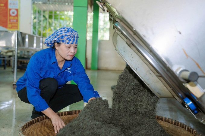 Nghệ nhân Nguyễn Thị Hải tại xưởng sản xuất chè của Hợp tác xã chè La Bằng. Ảnh: TTXVN che1-021025.jpg