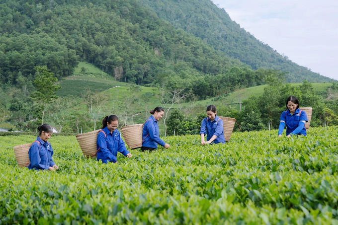 Hợp tác xã chè La Bằng hiện quản lý 37 ha chè gồm 20 ha đạt VietGAP và 17 ha hữu cơ. Ảnh: TTXVN che4-021025.jpg
