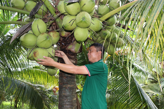 Vườn dừa sáp cấy phôi 4ha của ông Đặng Minh Bé, xã Song Lộc cho nguồn thu khoảng 6 tỷ đồng/năm. vinh-long2-0909.jpg
