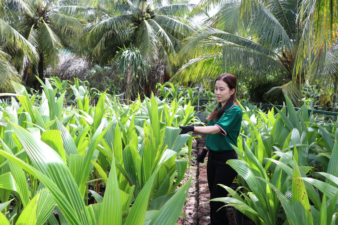 Kiểm tra cây giống dừa sáp cấy phôi để cung cấp cho thị trường ở xã Song Lộc (tỉnh Vĩnh Long). vinh-long1-0909.jpg