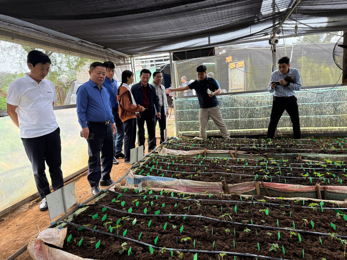 Sâm nuôi cấy mô trong nhà màng của Công ty Cổ phần rượu sâm Ngọc Linh Kon Tum. Ảnh: Cao Nguyên/TTXVN sam-ngoc-linh2-0306.jpg