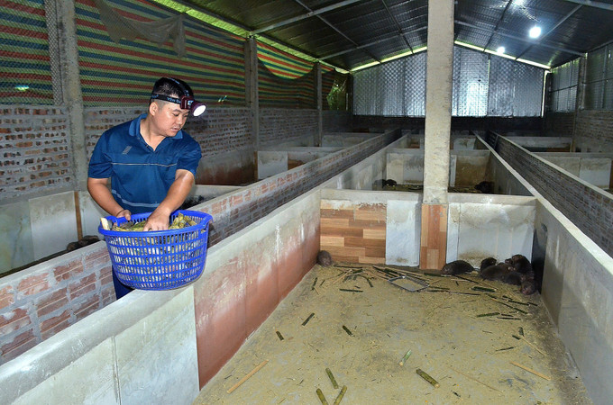 Anh Đinh Tiến Hoàng, Hợp tác xã Nông nghiệp và Dịch vụ tổng hợp Hoàng Phát - HB, cho dúi ăn. dui3-0910.jpg
