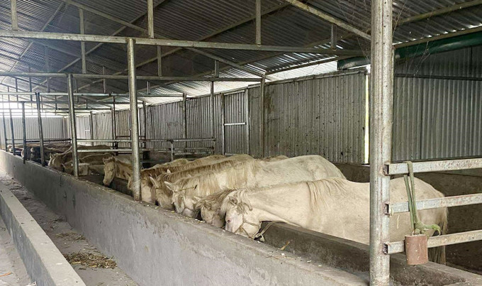 Mô hình nuôi ngựa bạch bằng thảo dược của Hợp tác xã Mý Dao, xã Sìn Hồ (Lai Châu) đang tạo ra hướng phát triển kinh tế tốt tại địa phương. Mô hình nuôi ngựa bạch bằng thảo dược của Hợp tác xã Mý Dao, xã Sìn Hồ (Lai Châu) đang tạo ra hướng phát triển kinh tế tốt tại địa phương.