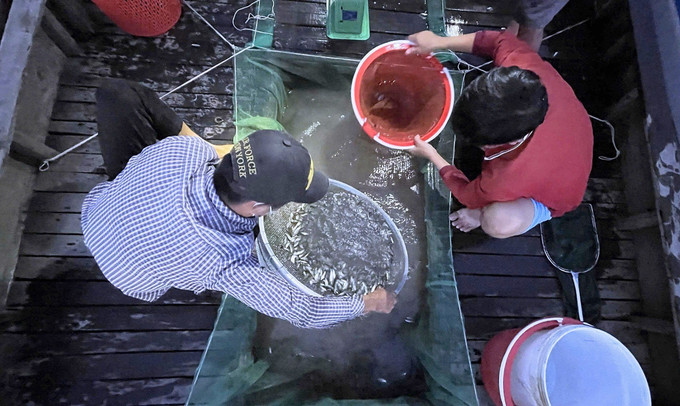 Cá linh non được thương lái chờ thu mua ngay cánh đồng mùa nước nổi, nhằm hạn chế cá chết và có giá tốt hơn. ca-linh01.jpg