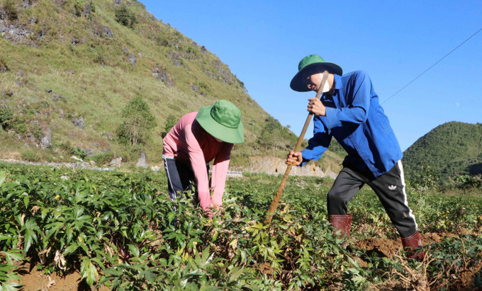 Lá sâm sâm đương quy ở xã Sìn Hồ là nguồn thức ăn dồi dào để nuôi ngựa bạch tại Hợp tác xã Mý Dao. Lá sâm sâm đương quy ở xã Sìn Hồ là nguồn thức ăn dồi dào để nuôi ngựa bạch tại Hợp tác xã Mý Dao.