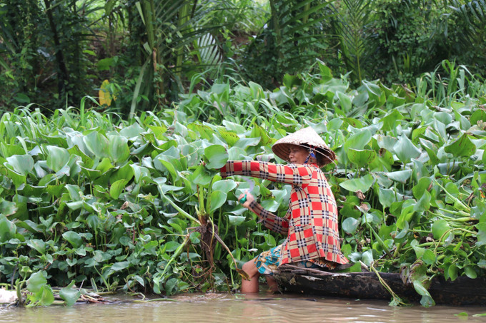 Bà Sơn Thị Sao, ấp Bàu Sơn, cắt lục bình cho vịt ăn. Ảnh: Thanh Hòa/TTXVN vinh-long-2307.jpg
