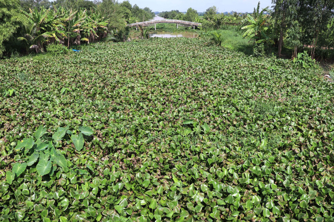 Lục bình mọc dày đặc ở tuyến kênh cấp 1 thuộc ấp Bàu Sơn, xã Châu Thành. Ảnh: Thanh Hòa/TTXVN vinh-long1-2307.jpg