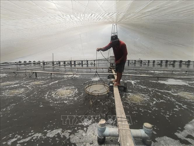 Nông dân áp dụng nuôi tôm trong nhà màng mang lại hiệu quả cao. Nông dân áp dụng nuôi tôm trong nhà màng mang lại hiệu quả cao.