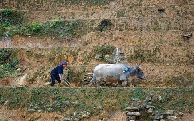 mu-cang-chai10-2506.jpg