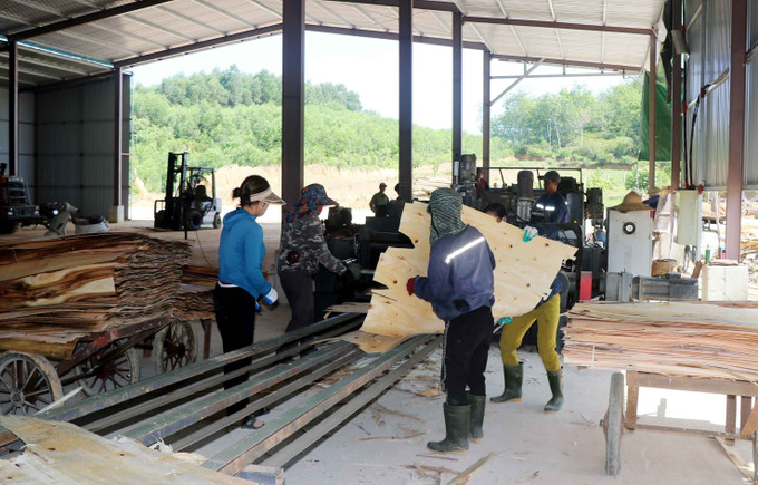 Công nhân bóc ván ép tại cơ sở chế biến gỗ Hoàng Duy Viết ở xã Hà Linh, huyện Hương Khê (Hà Tĩnh). Ảnh: Công Tường/TTXVN ha-tinh2-2605.jpg