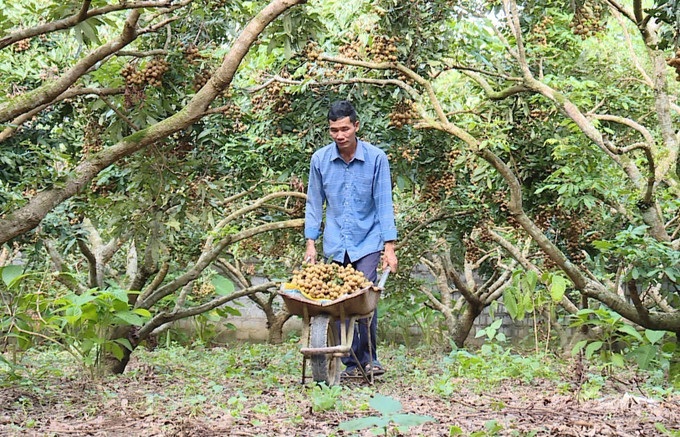 Người dân thu hoạch nhãn Sơn Thủy đưa đi đóng gói. nhan3-2707.jpg