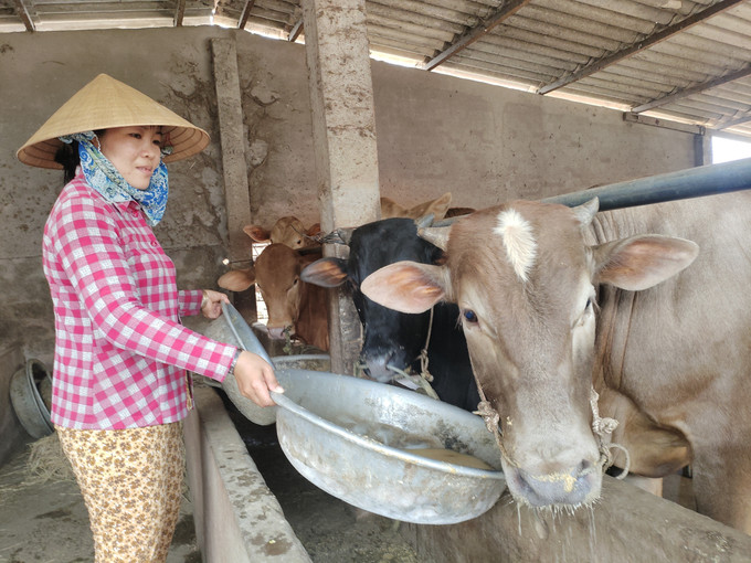 Giá bò tăng đã tiếp thêm động lực để nông dân Vĩnh Long tăng đàn sản xuất. gia-bo2-1709.jpg