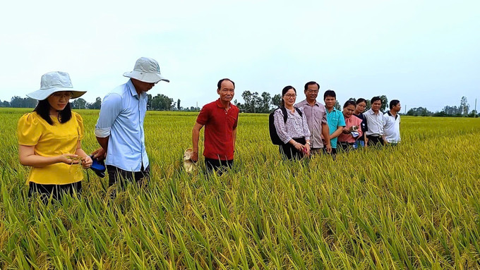 Mô hình giảm chi phí và nâng cao hiệu quả canh tác lúa ở xã Vĩnh Hưng A, huyện Vĩnh Lợi, tỉnh Bạc Liêu. Ảnh: TTXVN phát bl3-1706.jpg