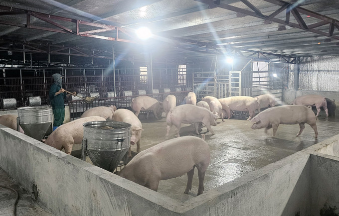 Mô hình Trang trại chăn nuôi công nghệ cao của ông Nguyễn Văn Toàn, xã Hy Cương, tỉnh Phú Thọ. nong-dan-1309.jpg