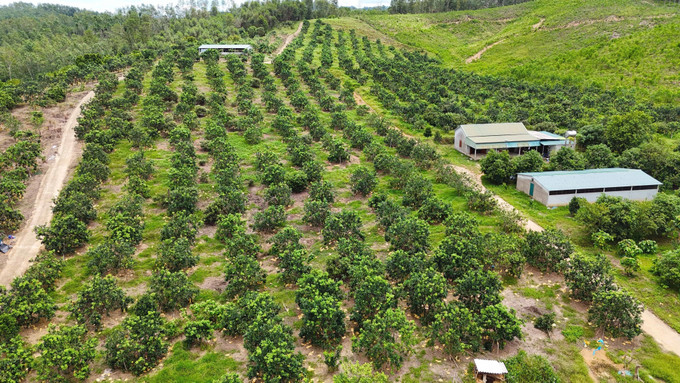Vườn trồng bưởi Phúc Trạch tập trung tại xã Hương Phố (ảnh tư liệu). ha-tinh-091025.jpg