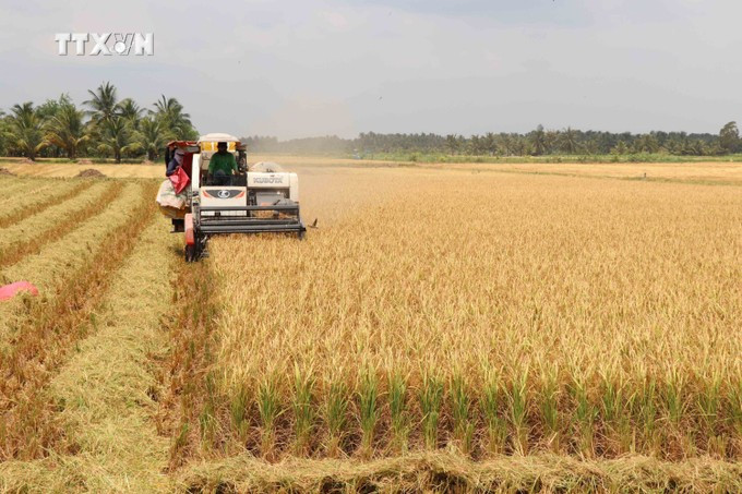 Nông dân xã Thanh Mỹ (Châu Thành, Trà Vinh) thu hoạch lúa vụ Đông Xuân. Ảnh tư liệu: Thanh Hòa/TTXVN tra-vinh-230625.jpg
