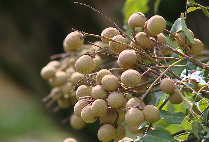 Nhãn Sơn Thủy, xã Nật Sơn dầy cùi, thơm ngọt, mẫu mã đẹp. nhan1-2707.jpg