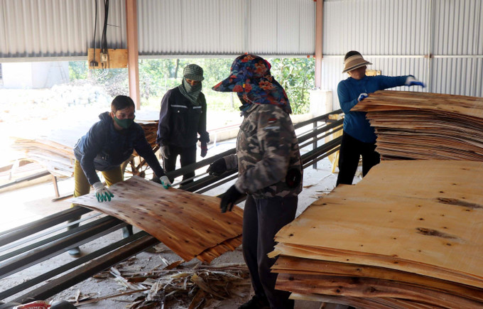 Công nhân bóc ván ép tại cơ sở chế biến gỗ Hoàng Duy Viết ở xã Hà Linh, huyện Hương Khê (Hà Tĩnh). Ảnh: Công Tường/TTXVN ha-tinh3-2506.jpg