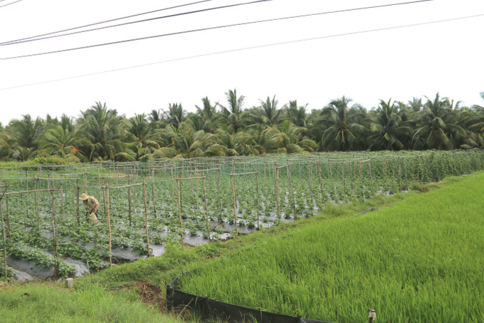 Nhiều diện tích trồng lúa kém hiệu quả ở Xã Lương Hòa A (Châu Thành, Trà Vinh) đã được chuyển đổi sang trồng dừa, cây màu. tra-vinh-2906.jpg