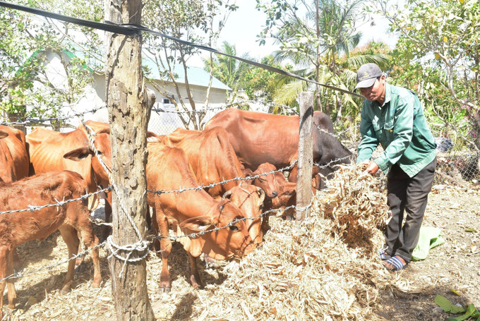 Ông Trần Phú Hải tại thôn Thống Nhất, xã Krông Na (Buôn Đôn, Đắk Lắk) phát triển chăn nuôi bò nhờ nguồn vốn vay 40 triệu đồng theo chương trình nuôi bò sinh sản. Ảnh: Nguyên Dung/TTXVN dak-lak2-2306.jpg