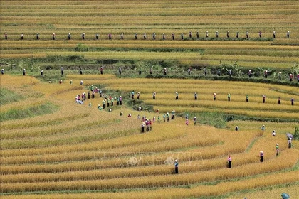 Tiềm năng du lịch từ vẻ đẹp ruộng bậc thang Miền Đồi