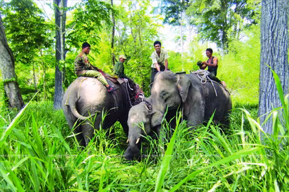 ‘Bảo mẫu’ cho đàn voi giữa đại ngàn Buôn Đôn