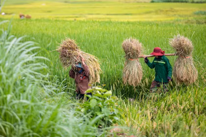 Sơn La: Mùa thu hoạch lúa ở xã Yên Châu