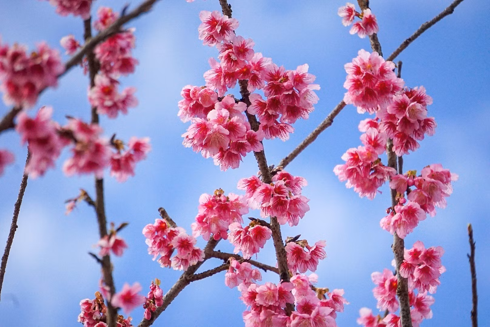 Vẻ đẹp của hoa anh đào tại Mộc Châu (Sơn La). Ảnh: Khánh Hoà – TTXVN