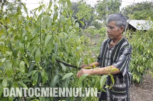 Già làng A Nguyh là người đầu tiên trong thôn Kép Ram biết trồng lúa 2 vụ, biết trồng các loại cây công nghiệp như cao su, bời lời…. Ảnh: Văn Phương