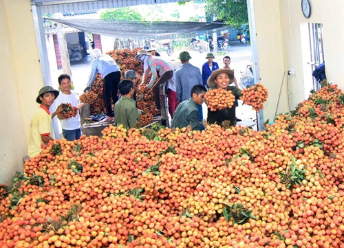 Miễn phí kiểm dịch thực vật quả vải xuất khẩu bằng hàng không 