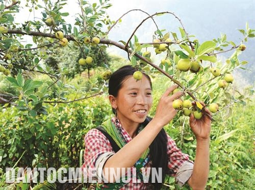Với nhiều hộ đồng bào Mông ở thôn Suối Giao, xã Xà Hồ, huyện Trạm Tấu, cây sơn tra vừa bảo vệ rừng, giữ đất, vừa giúp xóa nghèo.
